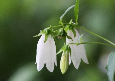 石神井の花