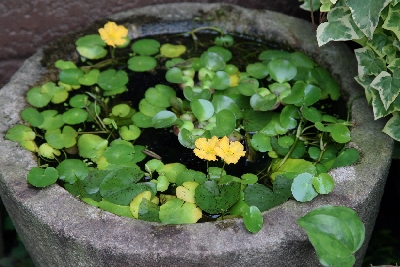 浮草の花