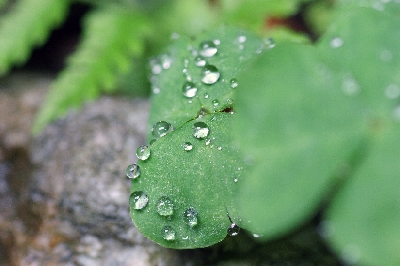 dew