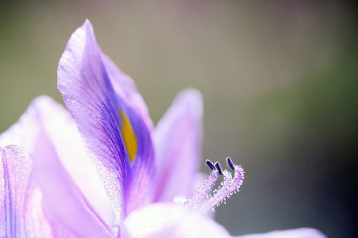 ホテイアオイの花