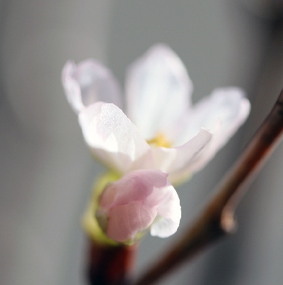 桜色