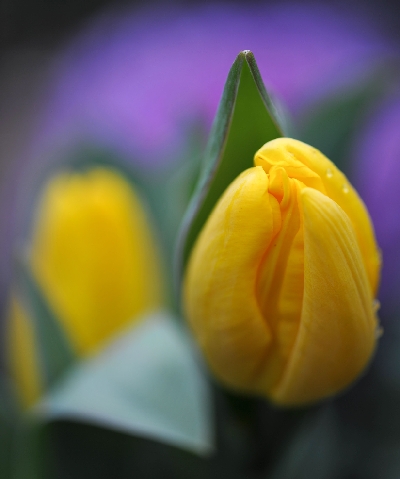 春の黄色