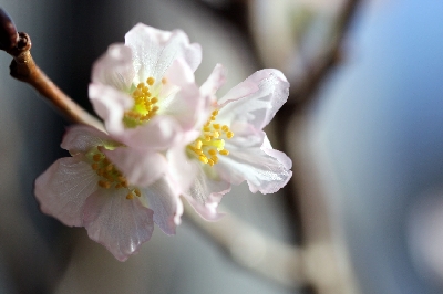 やわらかな花びら