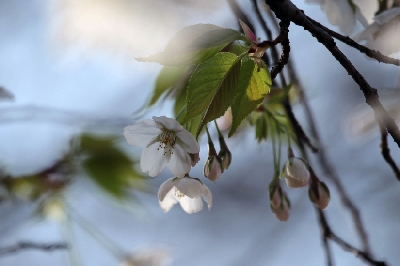 桜の光