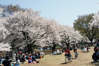 花見