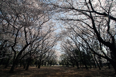 光が丘の桜