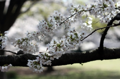 白い桜