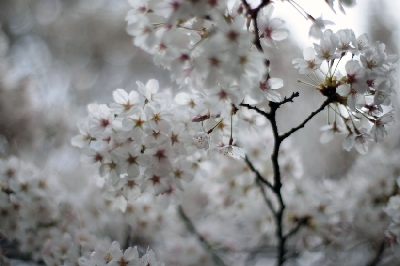 いっぱい桜