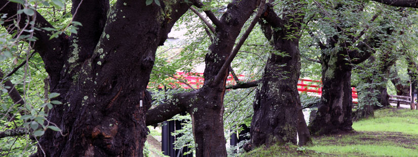 弘前城の桜