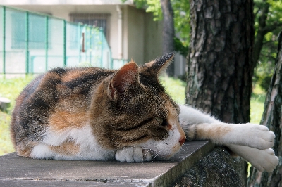 昼寝中