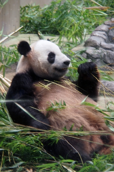 上野動物園にて