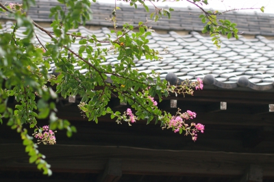 愛染院の百日紅