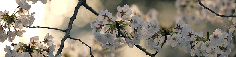 光の桜