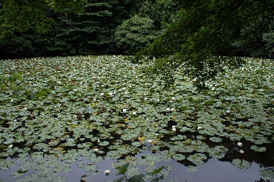 三宝寺池の睡蓮