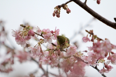 早咲き桜を味わう